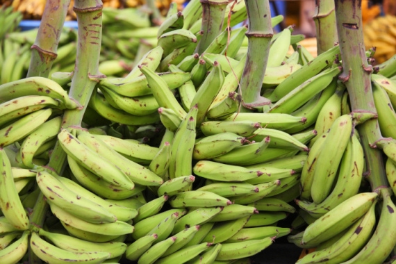 Banany plantain